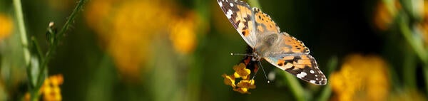 Painted Lady butterfly at Motte Rimrock UCR Natural Reserve (c) UCR / Stan Lim
