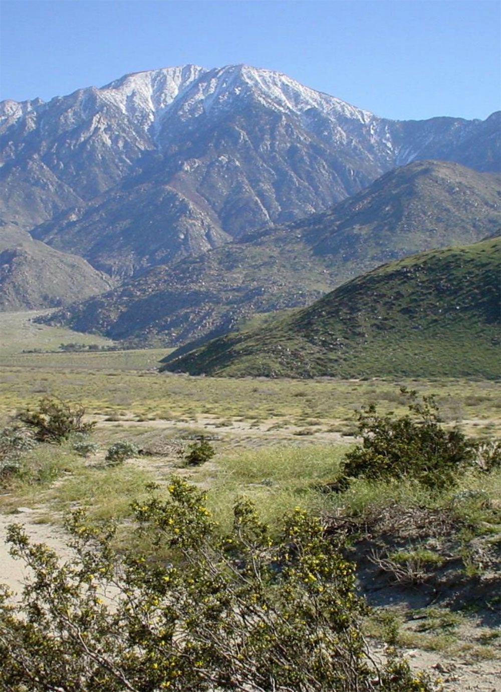 View of Mt. San Jacinto from San Bernardino National Forest land