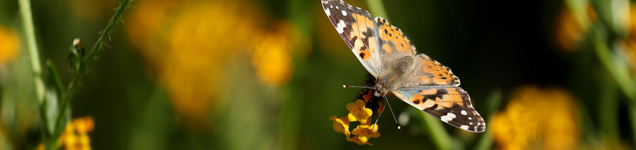 Painted Lady butterfly at Motte Rimrock UCR Natural Reserve (c) UCR / Stan Lim